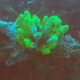 A type of coral found in Los Gallos, another reef the team found.